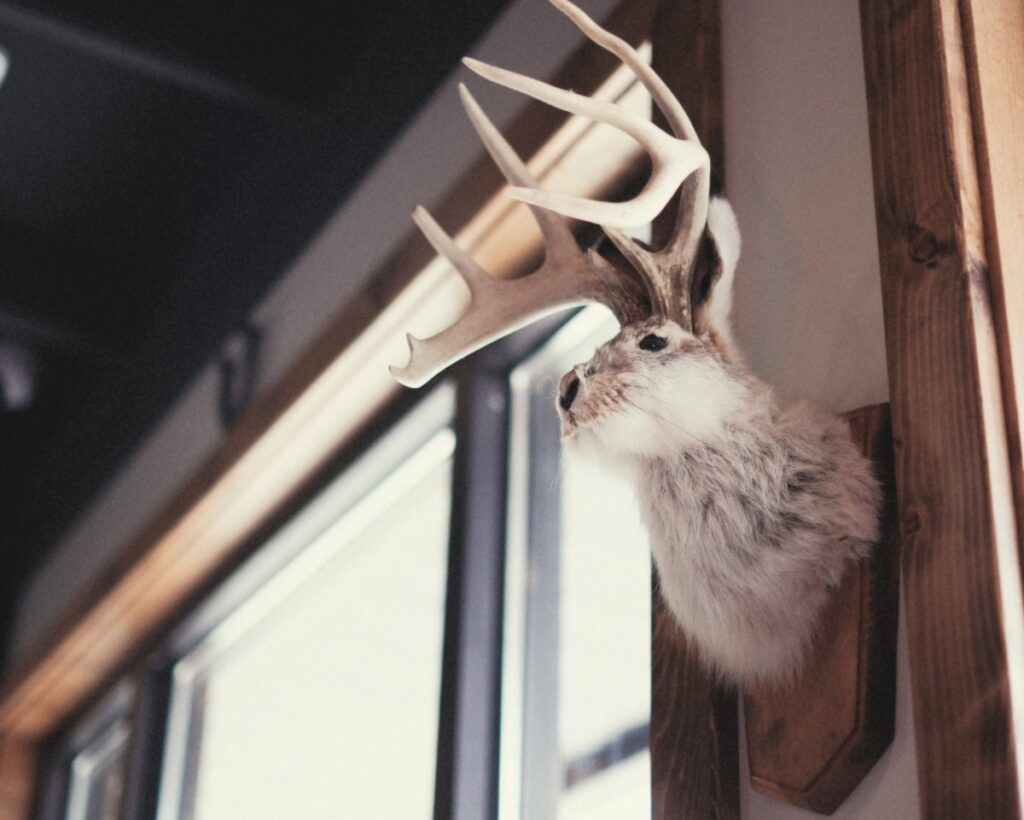A fake mounted head of a jackalope